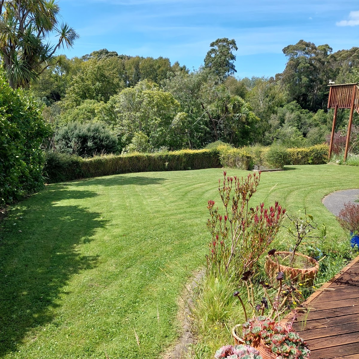 Lush striped lawn framed by native flax and cabbage trees